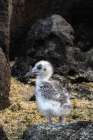 Ecuador-Galapagos National Park-Genovesa Island. Swallow-tailed gull chick close-up. Art Print